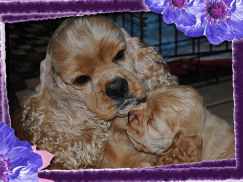 These beautiful puppies are great family-friendly companions and fantastic. . Hillside cocker spaniels glastonbury ct